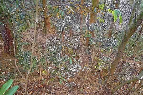 芦屋プラン株式会社 七夕（たなばた）2 Copilot